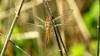 Libellula fulva
